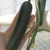 Cucumber ~ Passandra F1